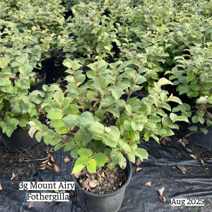 August 2025 3g Mount Airy Fothergilla Group Website 